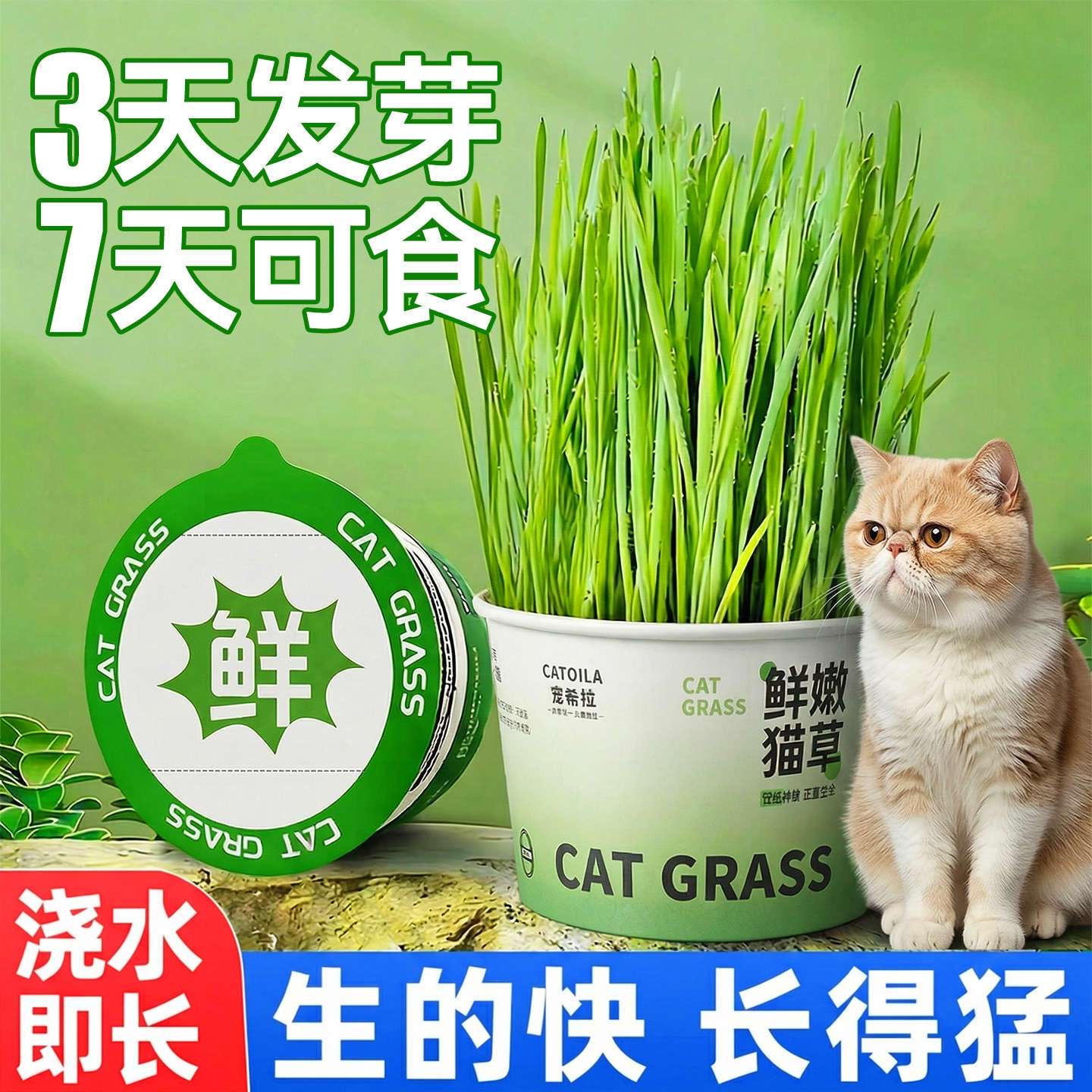 懒人泡面猫草盆栽排毛化草毛
