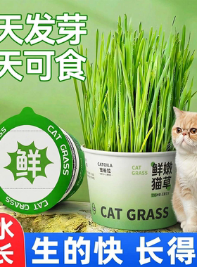 懒人泡面猫草盆栽排毛化草毛