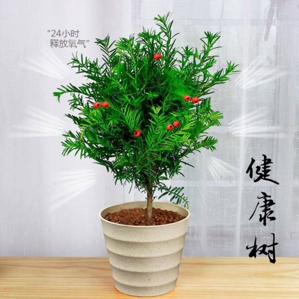 南方红豆杉树苗盆栽绿植物室内外办公桌庭院净化空吸甲醛气防辐射