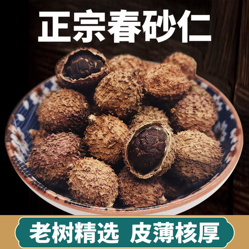 阳江春砂仁中药材祛湿养胃健脾