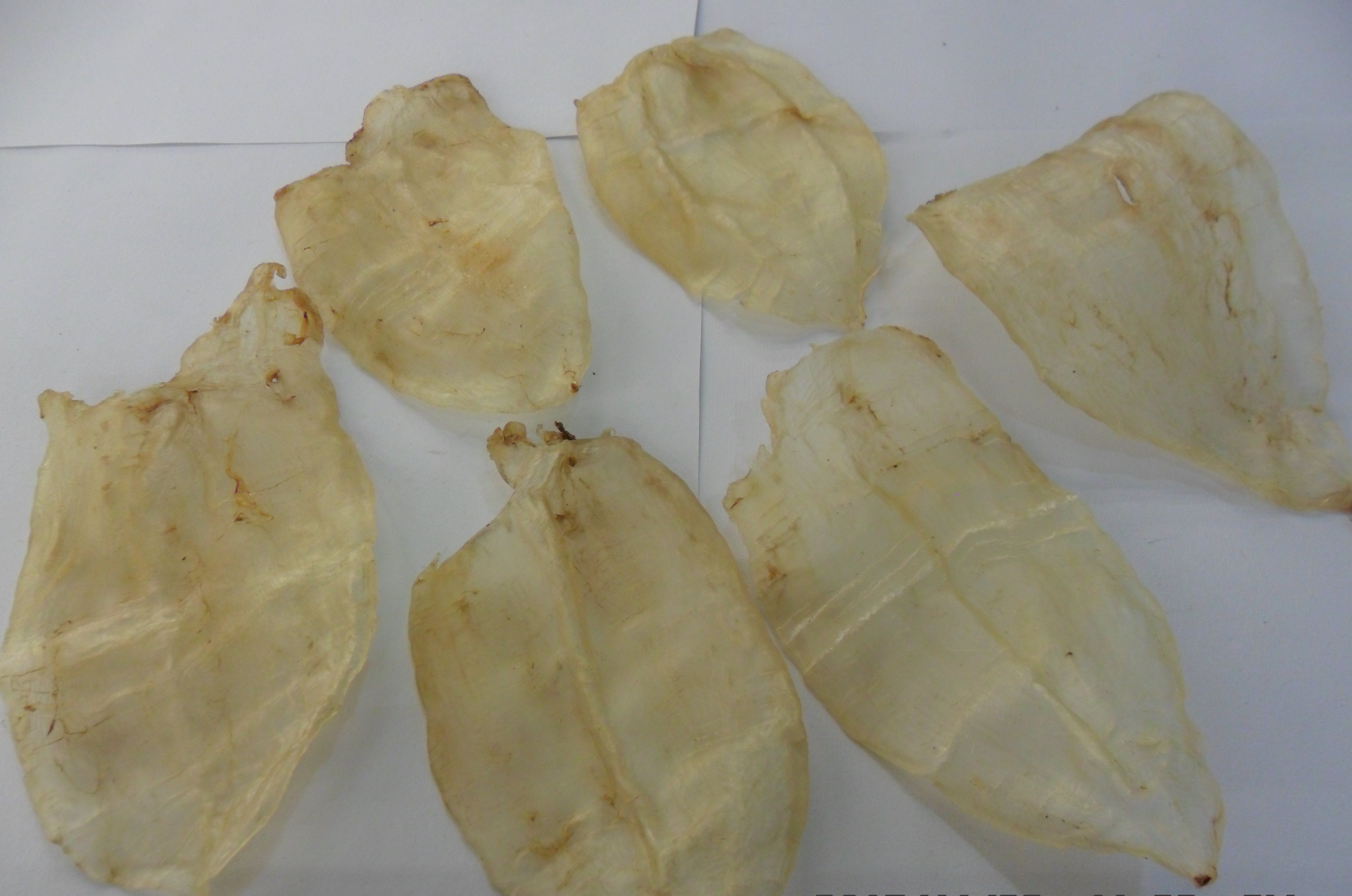 普通型安南赤嘴鳘鱼胶干货鱼鳔孕期送礼佳品鱼肚500g不开车成本价