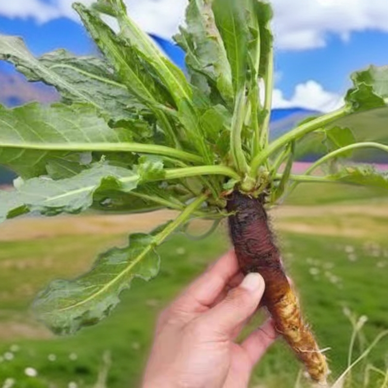 新鲜土大黄根土大黄干品牛耳叶羊蹄叶天然现采现发包邮