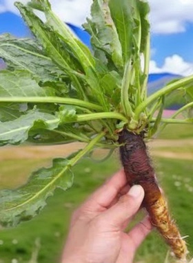 新鲜土大黄根土大黄干品牛耳叶羊蹄叶天然现采现发包邮