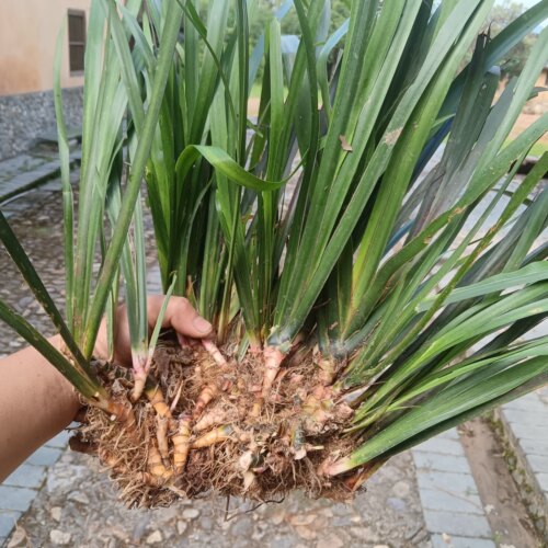 赣南深山石菖蒲菖中药材挂门可盆栽正宗石菖蒲新鲜包邮