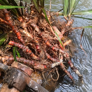 新鲜石菖蒲红心江西药昌蒲九节昌蒲药食植物苗室内微景盆栽绿植龟