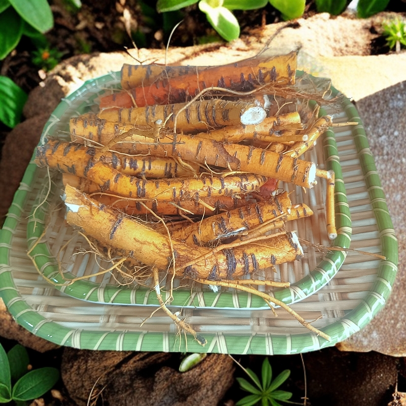 新鲜现挖老桑树根中药材桑葚树根老桑树头桑根桑树根老桑头煲汤