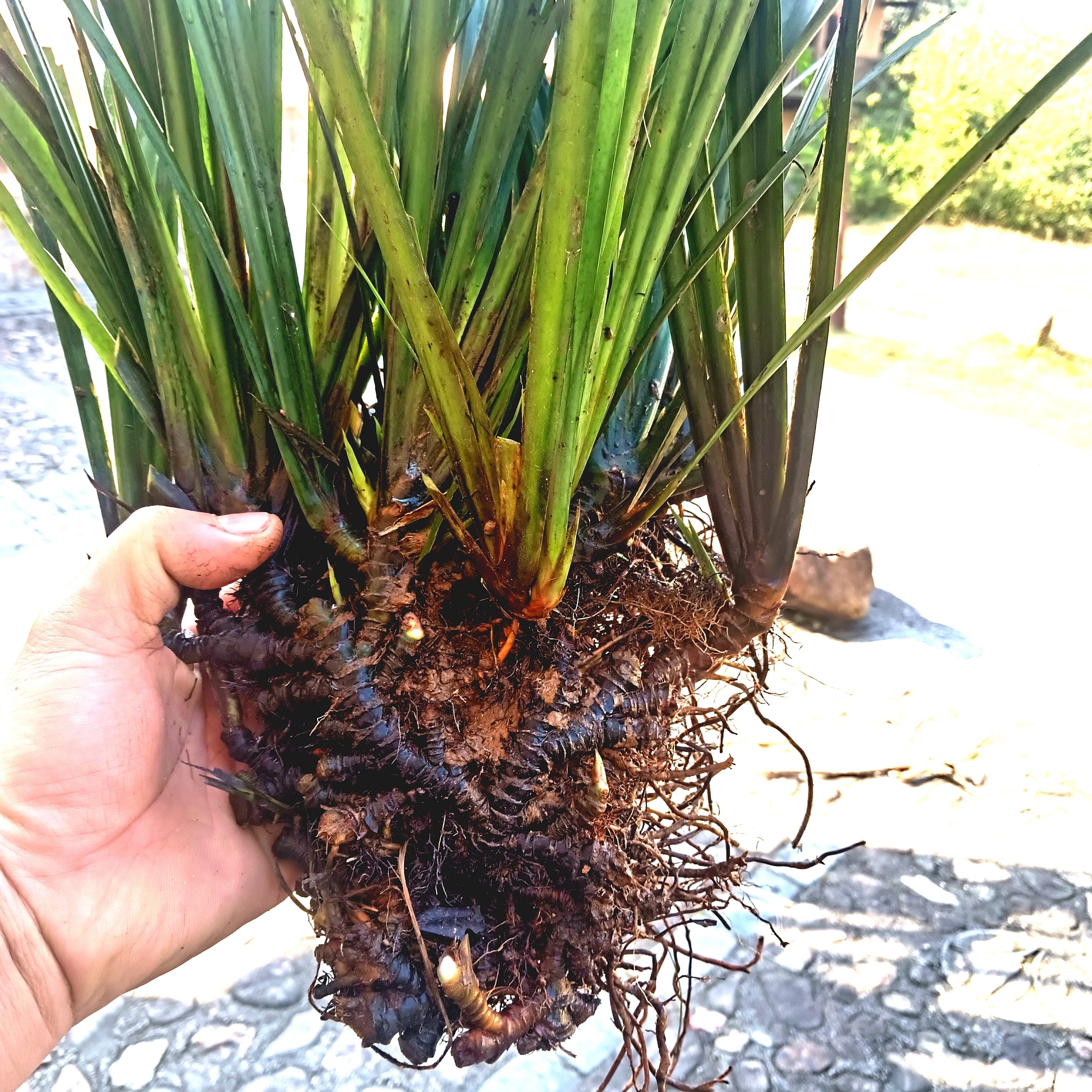 水培绿植龙根附盆栽龟缸养鱼室内外微景观假山绿植,鲜花速递/花卉仿真/绿植园艺,造型盆景,淘宝优惠券,粉丝福利购,淘宝优惠卷
