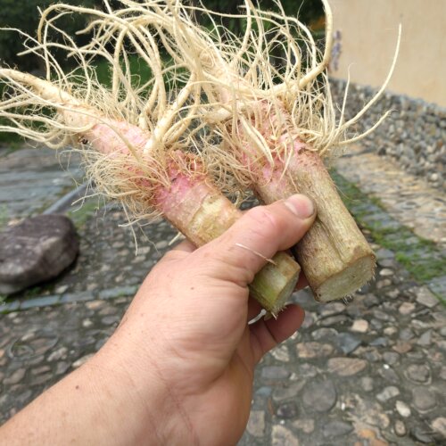 新鲜野生刺苋簕苋头野苋菜猪母菜新品野勒苋根