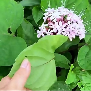 臭牡丹根 农村新鲜中草药材晒干货 臭八宝叶 臭脑壳 臭枫草苗