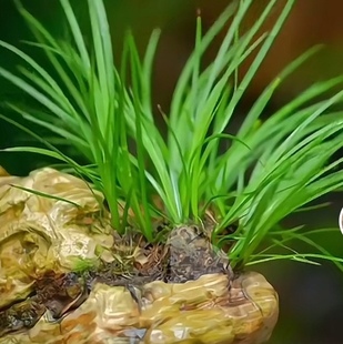 新鲜石菖蒲根九节菖蒲中药材水昌蒲苗须龙根盆栽三奈山奈水培种子