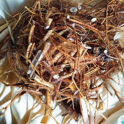 野生新鲜晒干桑树根 500克纯根 老桑树根 桑椹树根 切段中草药材