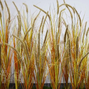 狗尾巴草假花仿真花尾巴狼尾草洋葱草蒲草芦苇草草从毛毛虫造景