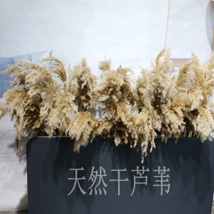 天然芦苇干花芦柴野生芦苇草永生花拂尘文艺风民宿婚庆橱窗装饰花