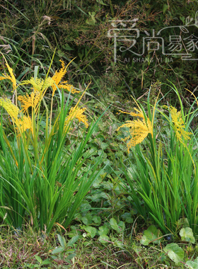 高仿真水稻秧苗造景工厂批发价