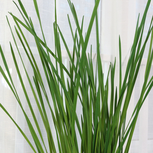 软胶蕙兰叶仿真兰草兰花塑料草吊兰高档仿生假草手感细叶兰花草