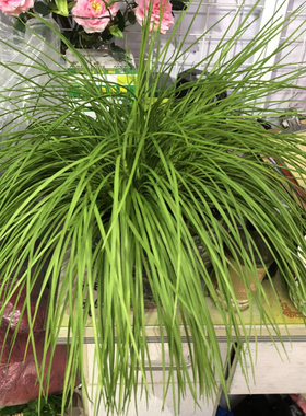 仿真麦冬草韭菜草垂草秧苗手感软
