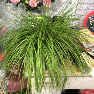 仿真韭菜草垂草秧苗草青草绿植水草细叶塑料草仿生湿地植物麦冬