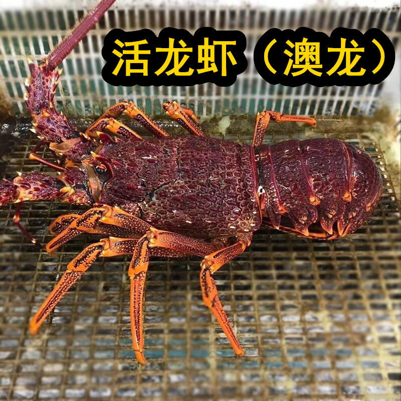 鲜活澳洲大龙虾 澳龙 红龙 奥龙 新鲜活龙虾 海鲜 杭州闪送当日达