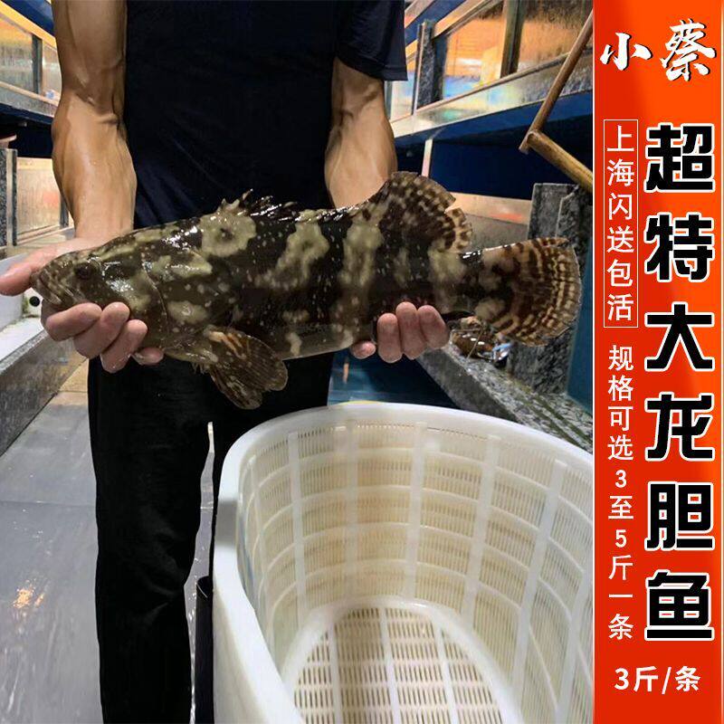 鲜活龙胆鱼超特大野生深海活海鱼海鲜水产青斑鱼石斑鱼3斤/1条