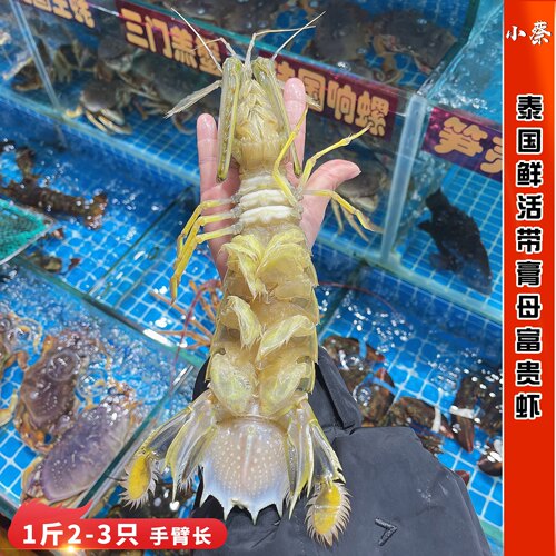 泰国鲜活富贵虾母带膏皮皮虾