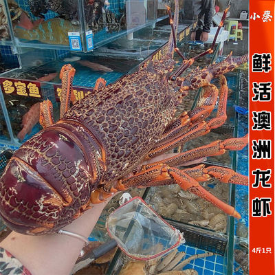 鲜活澳龙海鲜水产超大澳洲大龙虾