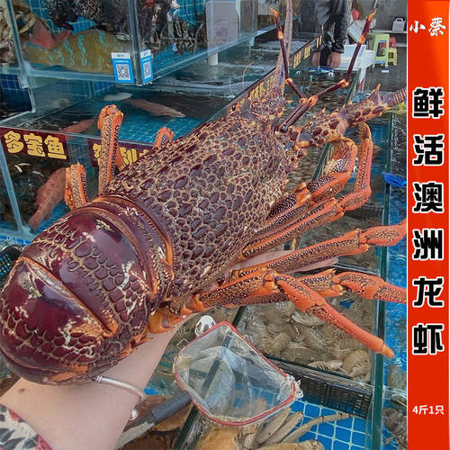 鲜活澳龙海鲜水产超大澳洲大龙虾