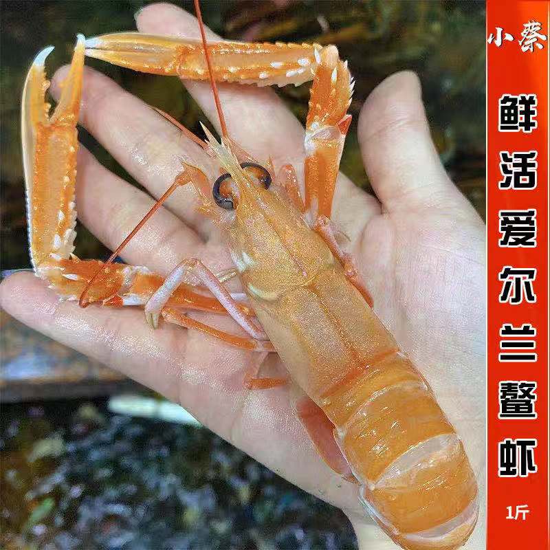 鲜活鳌虾海鲜水产铁甲虾刺身龙虾新鲜 海鳌虾 牡丹虾甜虾刺身海鲜