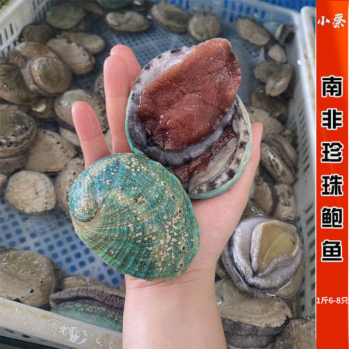 鲜活澳大利亚翡翠鲍鱼进口海鲜水产超大新西兰黑金鲍鱼5-7只1斤