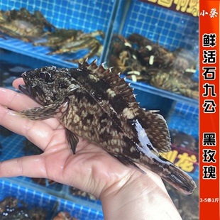 鲜活石九公 黑玫瑰 活鱼海鲜水产深海鱼烧汤清蒸非老虎鱼1斤3-5条