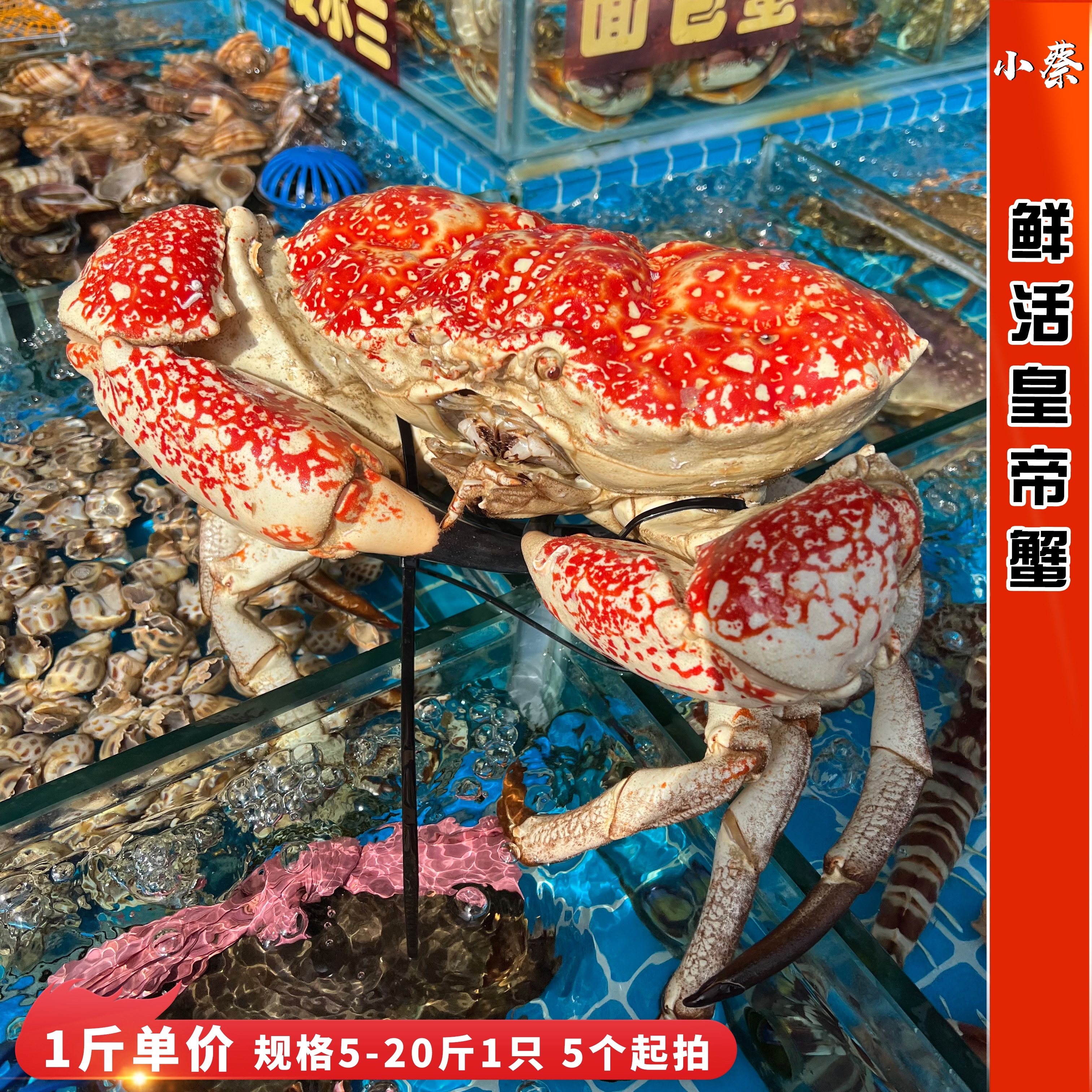 鲜活皇帝蟹澳洲活螃蟹海鲜水产超特大帝王蟹椰子蟹长脚蟹5个起拍