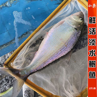 鲜活鲥鱼野生活体淡水鱼海鲜水产 三鲜鲥鱼时鱼新鲜活鱼1斤1条