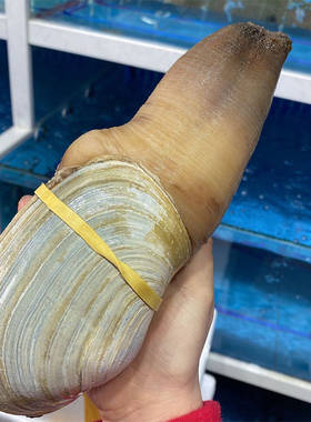 加拿大象拔蚌海鲜水产鲜活野生干蚌加州白蚌刺身即食皇帝蚌2斤1只