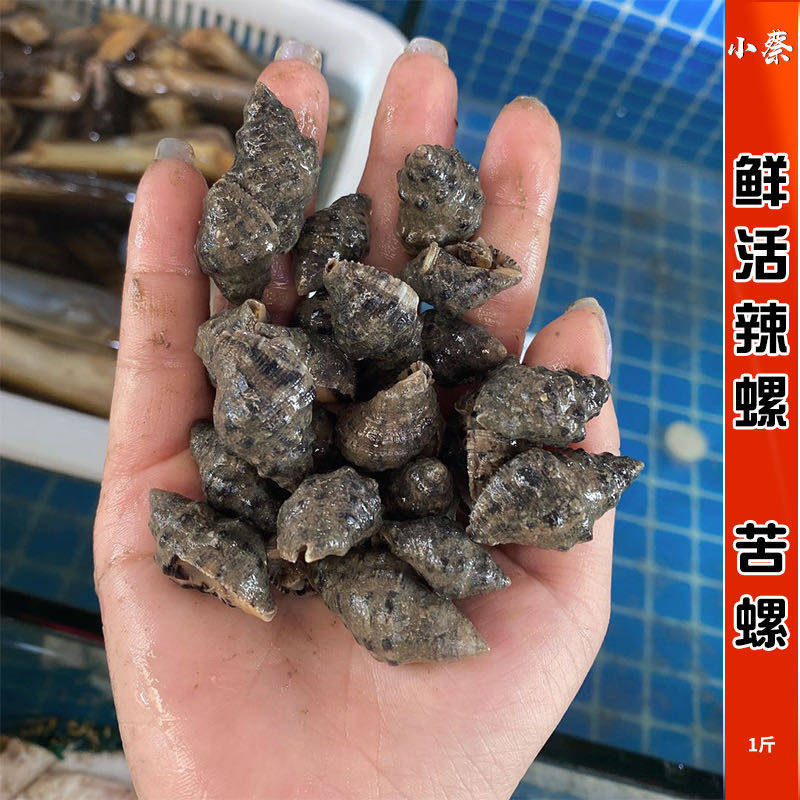 鲜活辣螺海鲜水产新鲜苦螺野生海螺贝壳腌制海鲜钉螺螺丝尖螺1斤