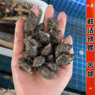 鲜活辣螺海鲜水产新鲜苦螺野生海螺贝壳腌制海鲜钉螺螺丝尖螺1斤