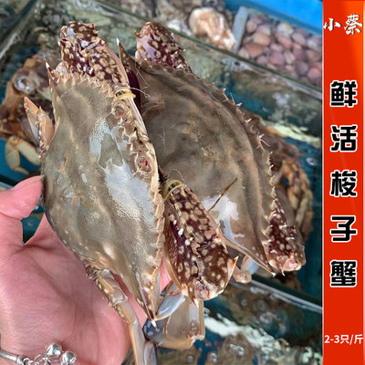 鲜活梭子蟹海鲜水产海蟹公蟹新鲜非红膏蟹大母螃蟹面包蟹珍宝蟹