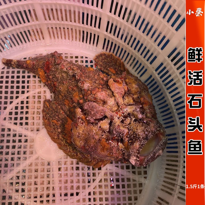 鲜活石头鱼海鲜水产老虎鱼深海活鱼煲汤鱼鲜丑鱼石斑1.5斤1条