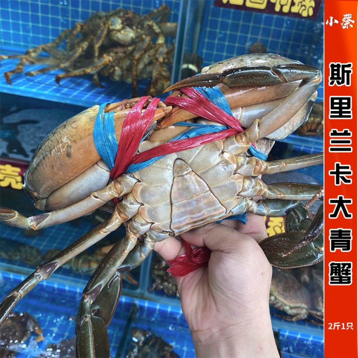 鲜活斯里兰卡青蟹海鲜水产巨型特大超大青蟹野生肉蟹红鲟蟹2斤1只