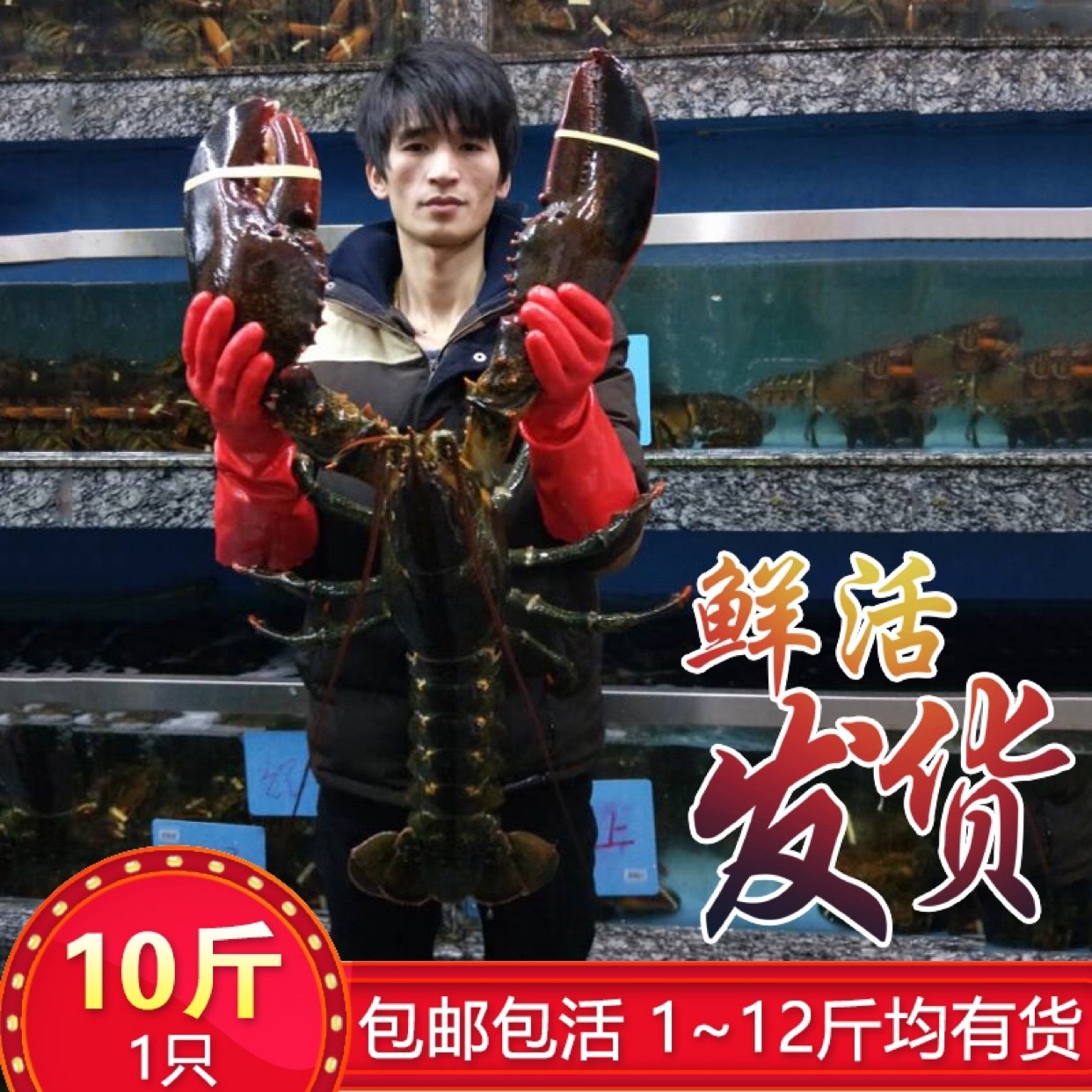 鲜活波士顿龙虾超大波龙海鲜水产非澳洲大龙虾澳龙小青龙10斤1只