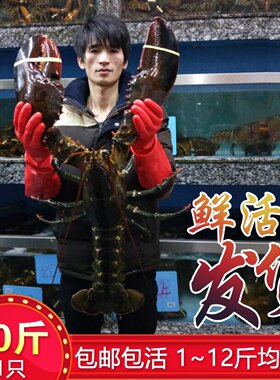 鲜活波士顿龙虾超大波龙海鲜水产非澳洲大龙虾澳龙小青龙10斤1只