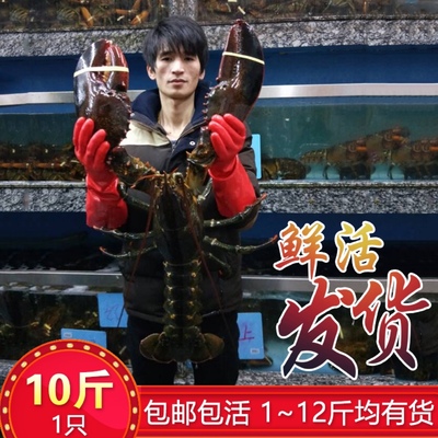 鲜活波士顿龙虾超大波龙海鲜水产非澳洲大龙虾澳龙小青龙10斤1只