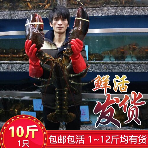 鲜活波士顿龙虾超大波龙海鲜水产非澳洲大龙虾澳龙小青龙10斤1只