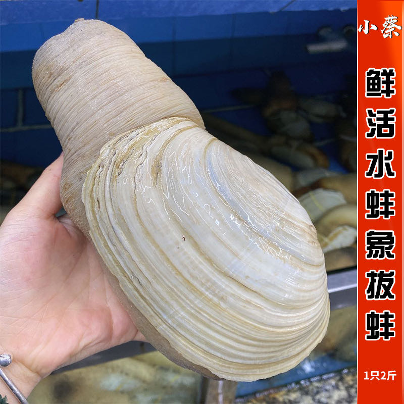 鲜活水蚌象拔蚌海鲜水产野生刺身即食新鲜贝类皇帝蚌加州蚌1只2斤