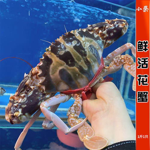 鲜活红花蟹野生海鲜水产超大花蟹新鲜活体海螃蟹红膏梭子蟹1斤1只