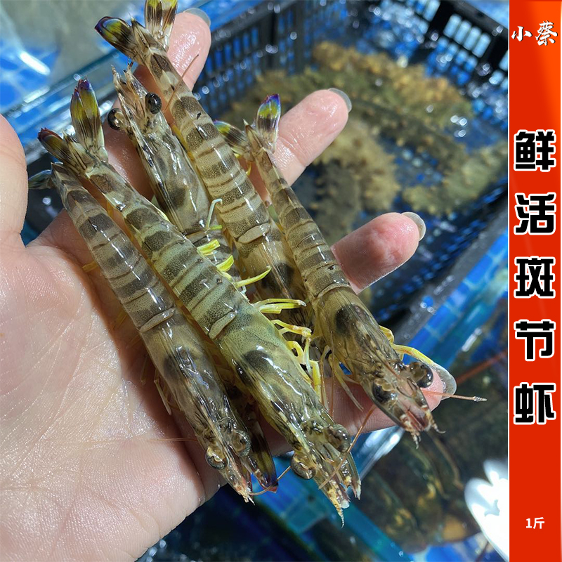 鲜活斑节虾野生竹节虾海鲜水产新鲜超特大九节虾基围虾白虾500g