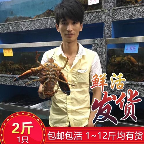 鲜活波士顿龙虾超大波龙海鲜水产非澳洲大龙虾大澳龙小青龙2斤1只