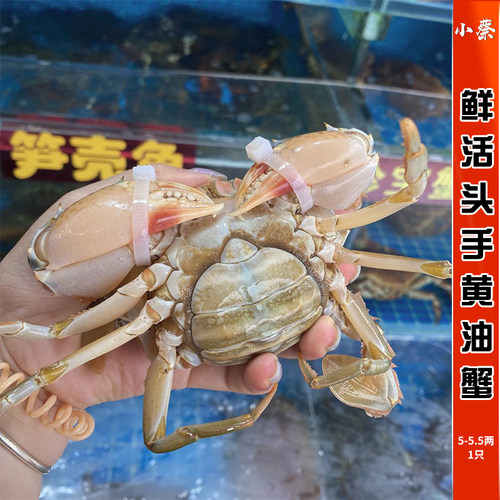 头手黄油鲜活水产满膏母三门青蟹