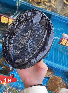 鲜活新西兰黑金鲍鱼活海鲜