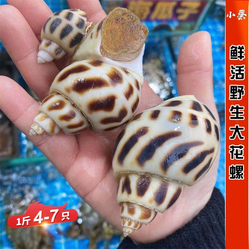鲜活花螺海鲜水产野生巨型潮汕超大花螺贝类大海螺东风螺1斤4-7只