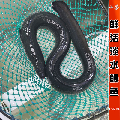 鲜活河鳗鱼海鲜水产淡水鳗鱼新鲜白鳝白鳗黄鳗黄鳝野生1.5斤1条