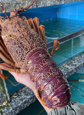 鲜活澳龙 海鲜水产超大澳龙澳洲大龙虾澳大利亚大奥龙红龙3斤1只